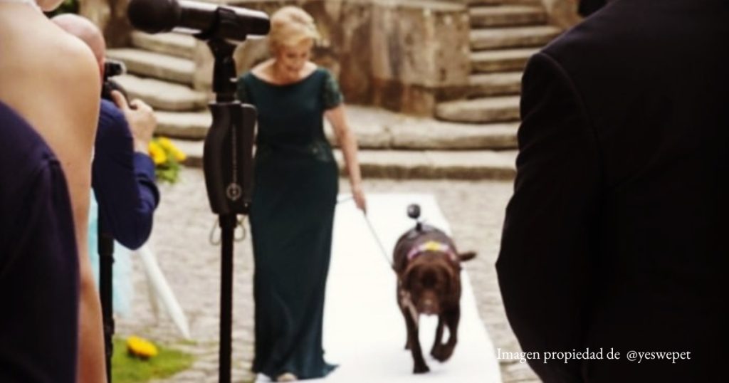cómo incluir a tu perro en la boda, por ejemplo que te acompañe al altar y haga de videógrafo. 